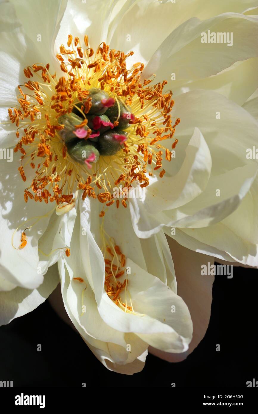 Creamy-white peony, focussing on the golden stamens and pink-tipped greem stigma.  Photographed in bright sunshine in an English garden in June Stock Photo