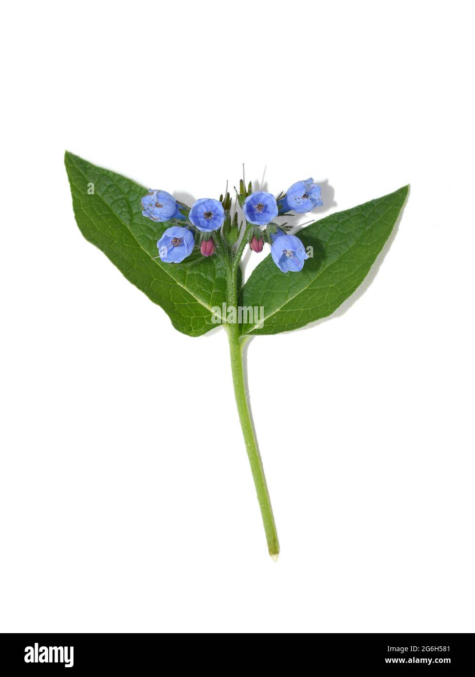 Common comfrey Symphytum officinale herb with blue flowers isolated on white background Stock Photo
