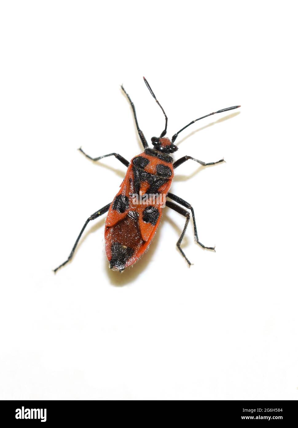 The cinnamon bug Corizus hyoscyami true bug isolated on white background Stock Photo