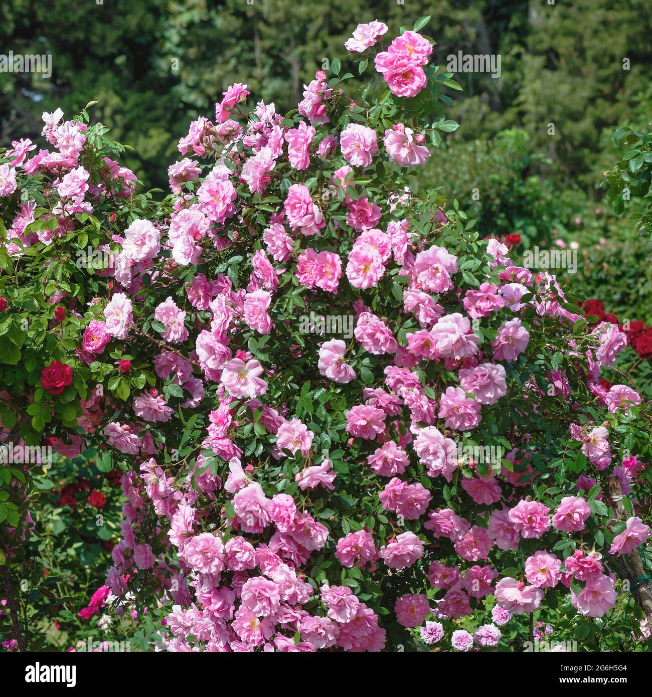 Standard rose Excels" - the flowers of this variety bloom large brushes of bright crimson color with a light center inherent in these plants Stock Photo - Alamy