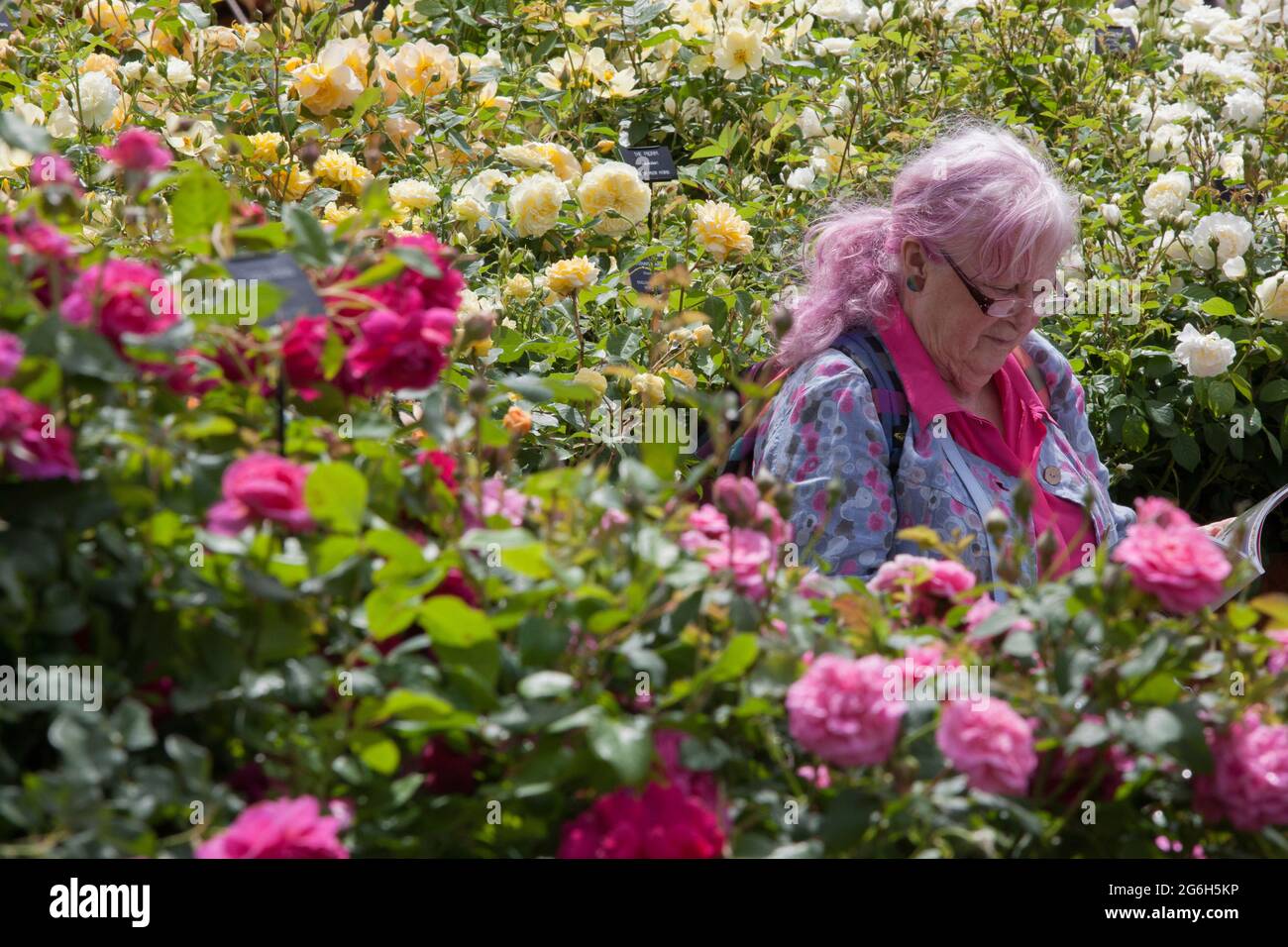 Hampton Court, Surrey, 6 July 2021: Stormy weather made for some wet feet at the RHS Hampton Court Palace Garden Show but a lady with pink hair found a sunny moment to sit amongst the David Austin roses Rainbow of Roses and read the show guide. Rachel Royse/Alamy Live News Stock Photo