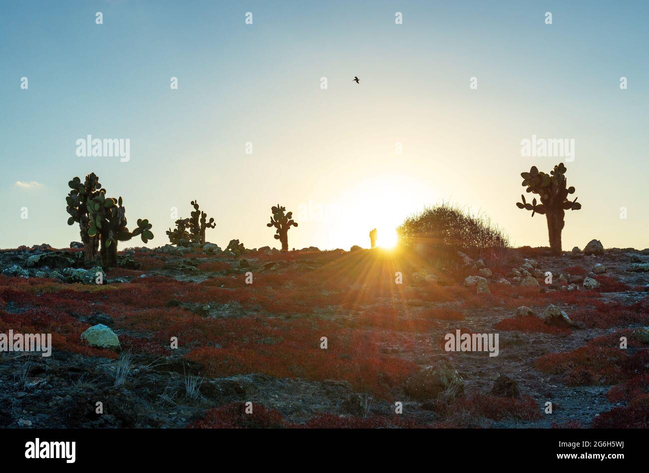 South Plaza island sunset with opuntia cactus and flying brown pelican silhouette, Galapagos national park, Ecuador. Stock Photo