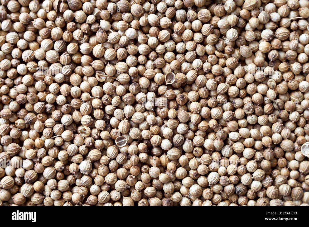 Dried coriander seeds Stock Photo Alamy