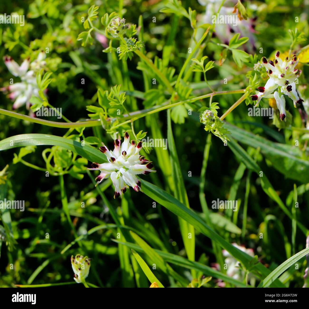 Fumaria capreolata White ramping fumitory flowers growing wild in Suances Cantabria Spain Stock Photo