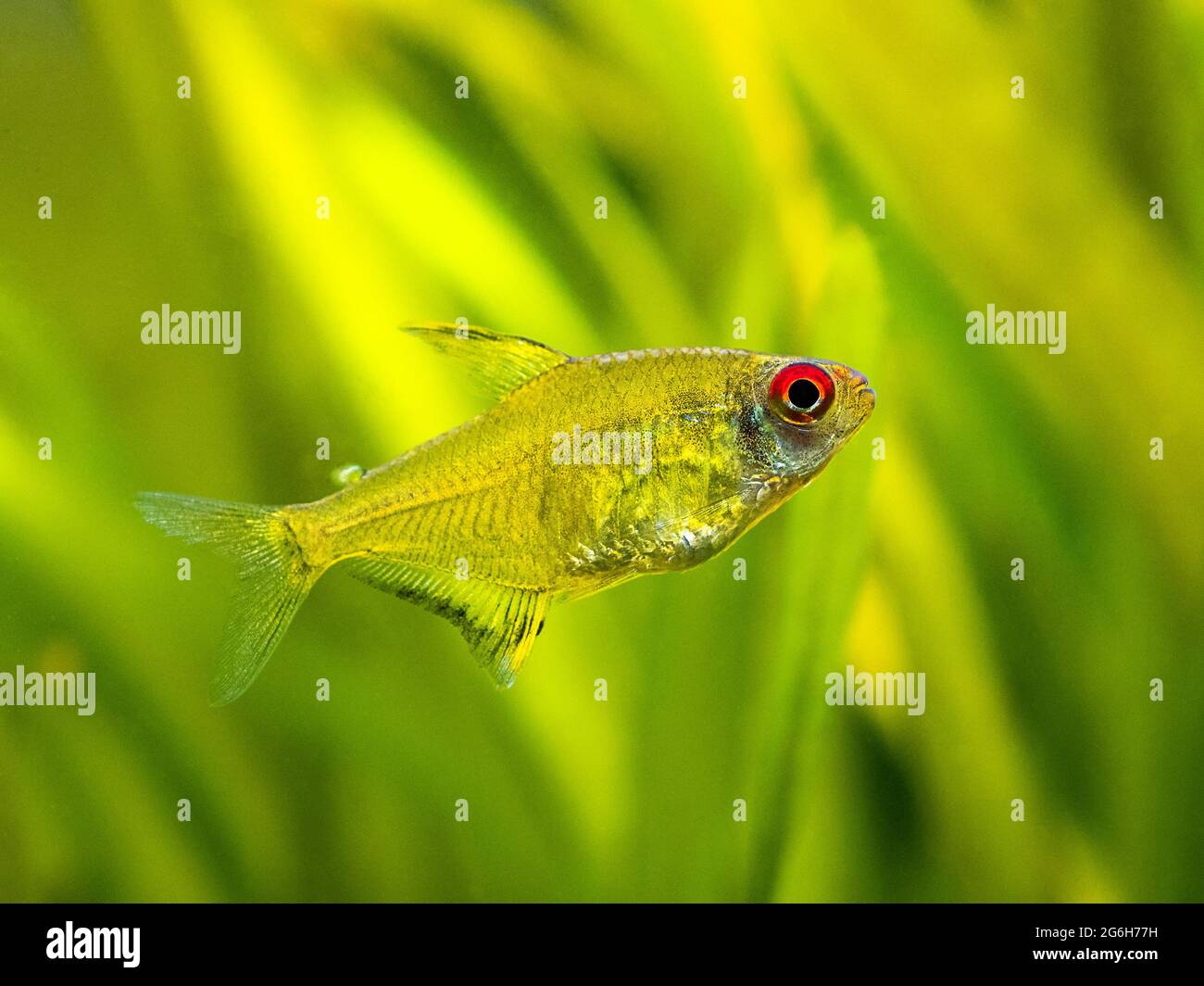 macro close up of a lemon tetra (Hyphessobrycon pulchripinnis ) in a fish tank with blurred background Stock Photo