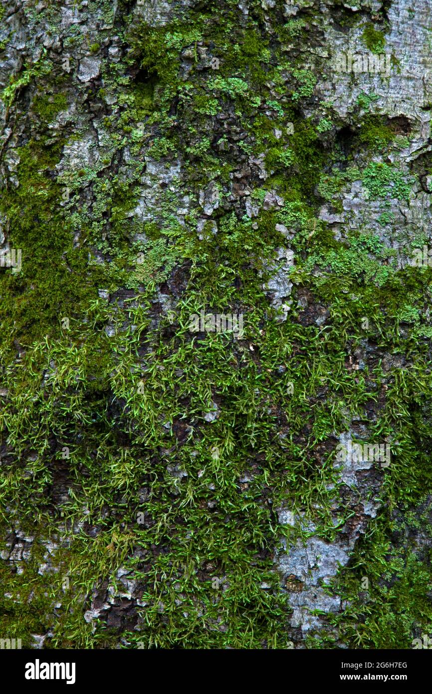 Various Lichens and moss growing on tne bark of an American beech tree
