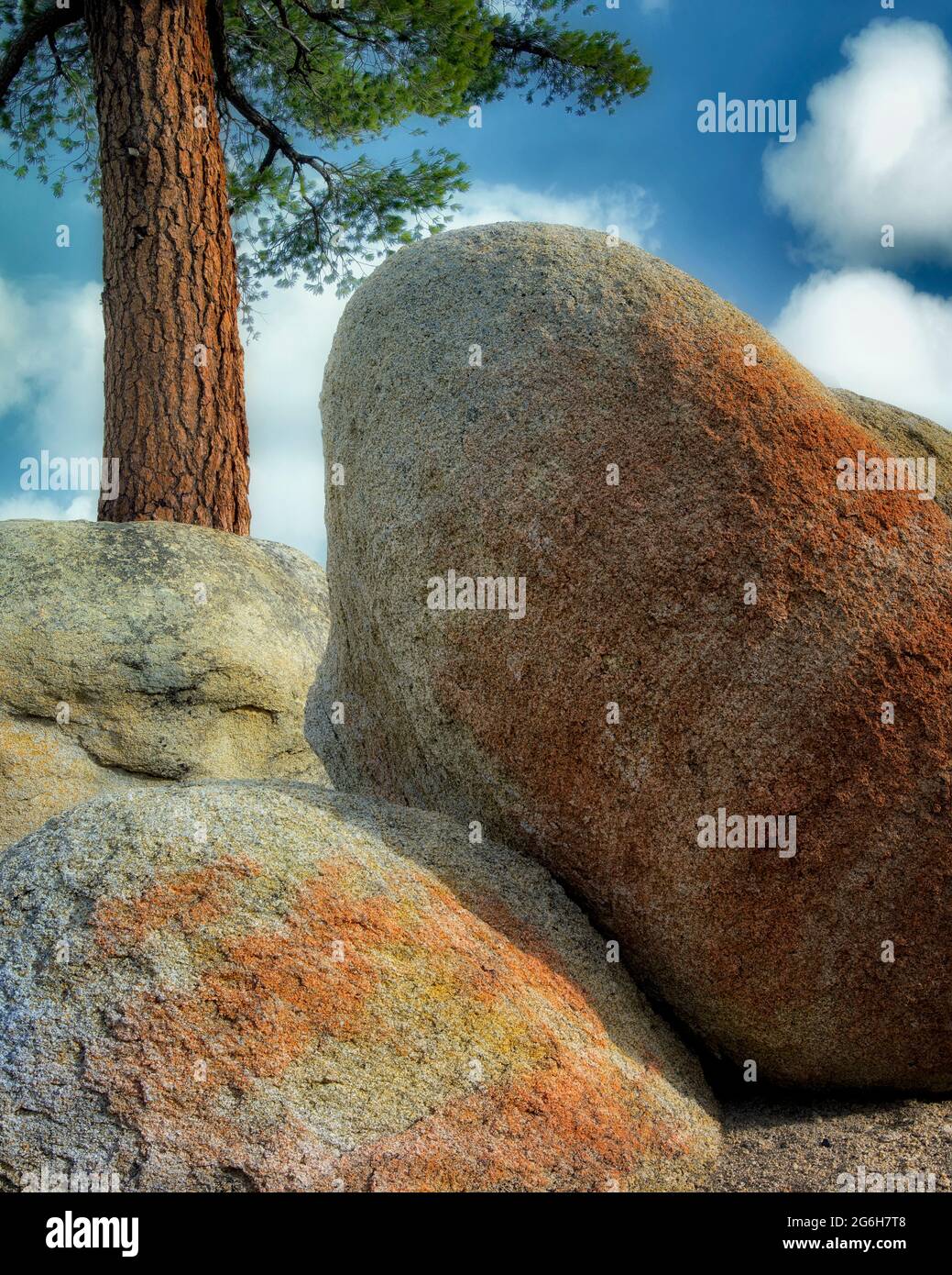 Ponderosa Pine tree and colorful granite glacial erratic boulders. Lake Tahoe, California Stock Photo