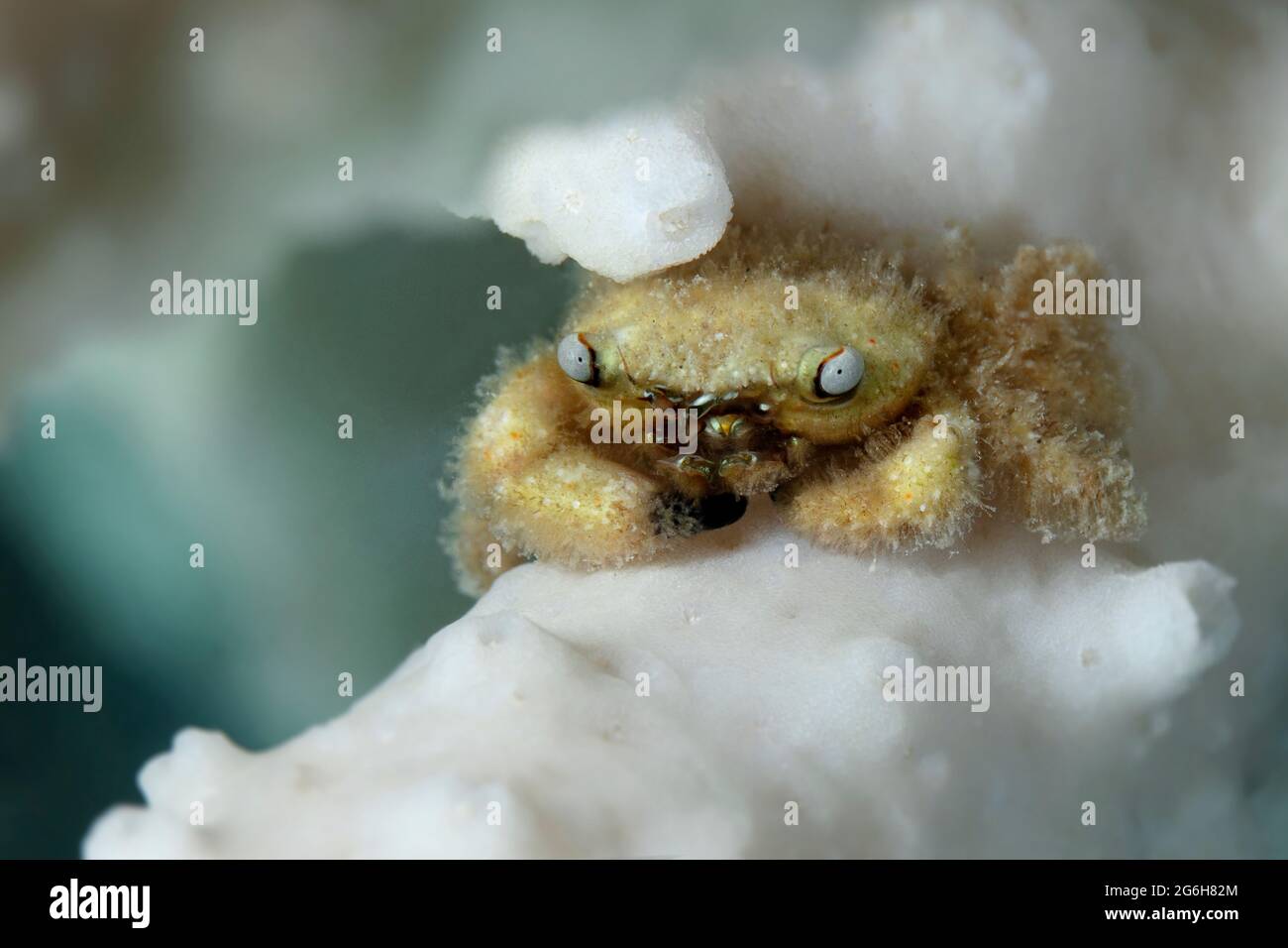 Tiny critter - Furry Coral crab (Cymo melanodactylus). Underwater world ...