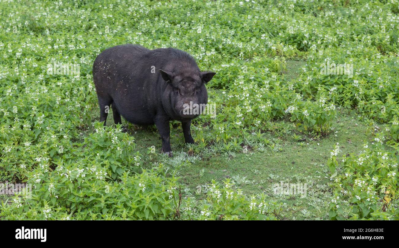 a pot-bellied pig in green grass at a farm Stock Photo