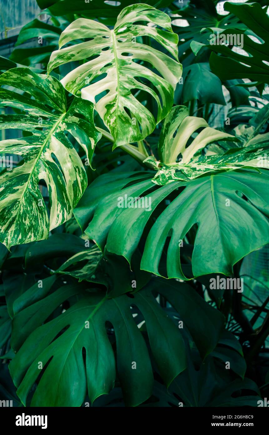 Monstera tropical plant leaves. Natural photo background Stock Photo - Alamy
