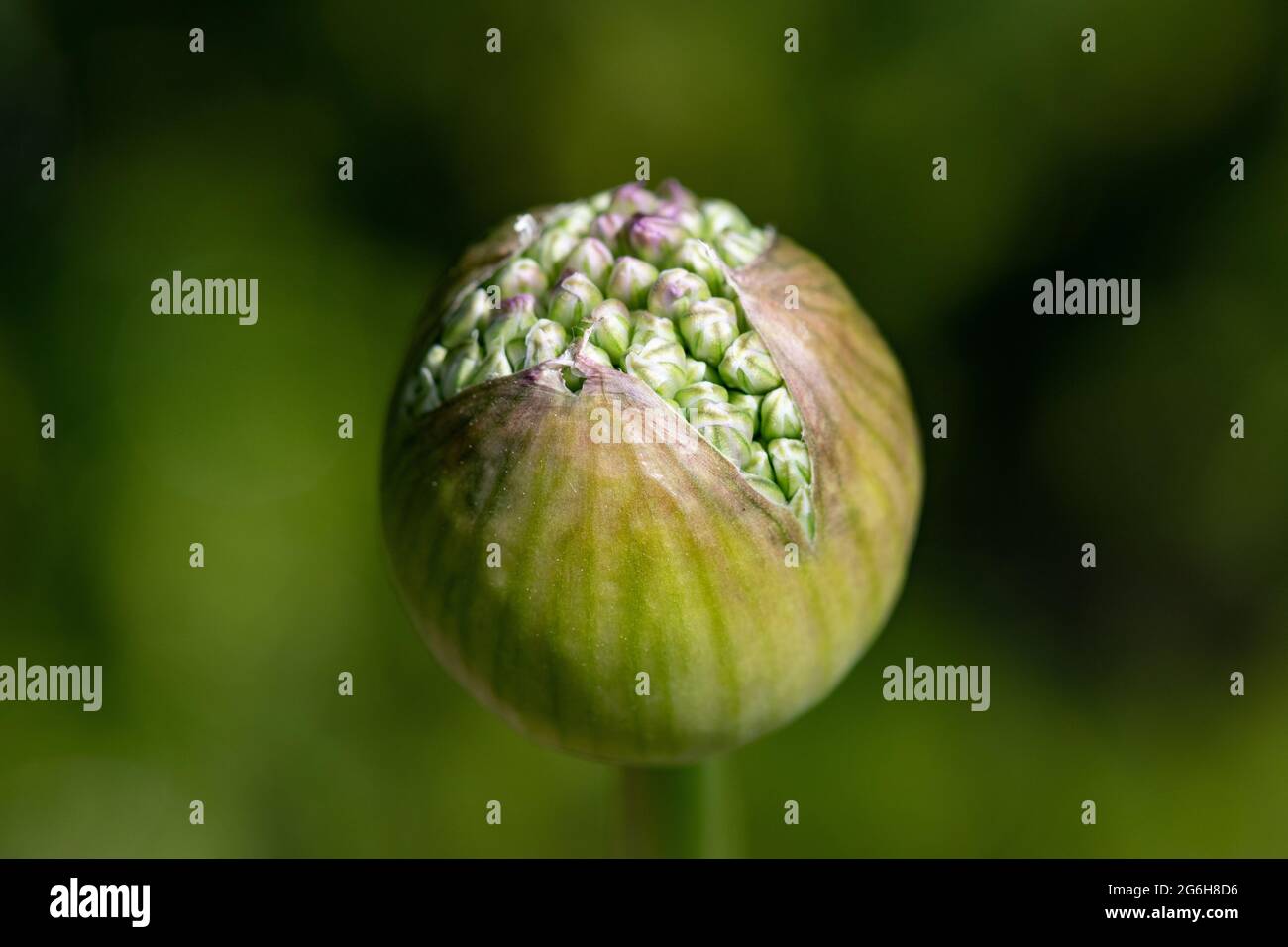 close up of an Allium flowerr up waiting to open Stock Photo