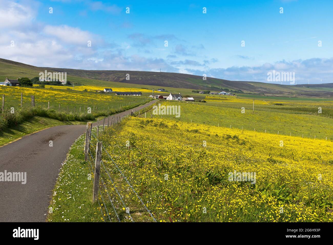 dh Buttercup fields FIRTH ORKNEY Scottish summer field of buttercups in countryside meadow uk landscapes farmland nobody scotland Stock Photo