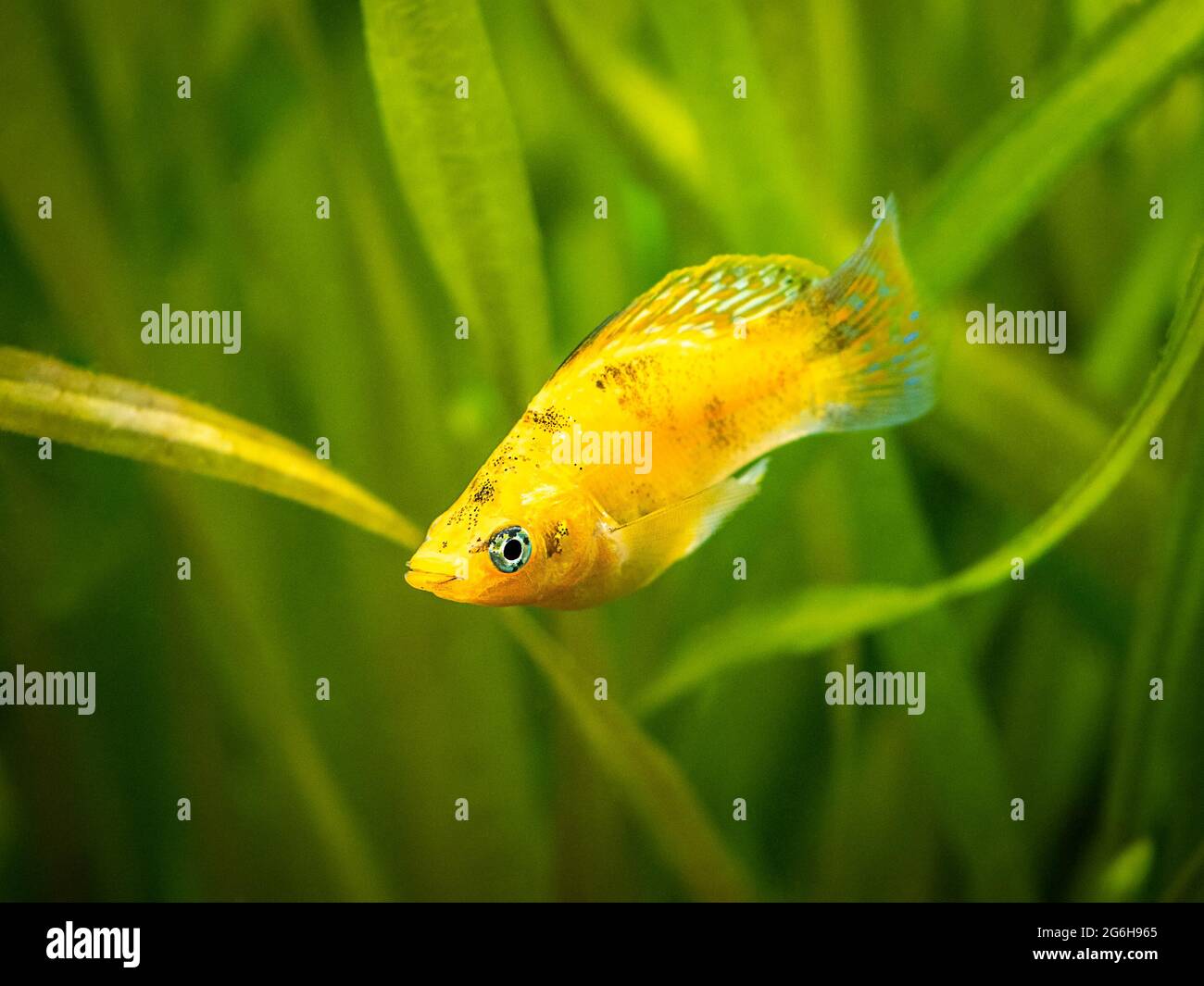 balloon molly (Poecilia latipinna) isolated in a fish tank with blurred background Stock Photo