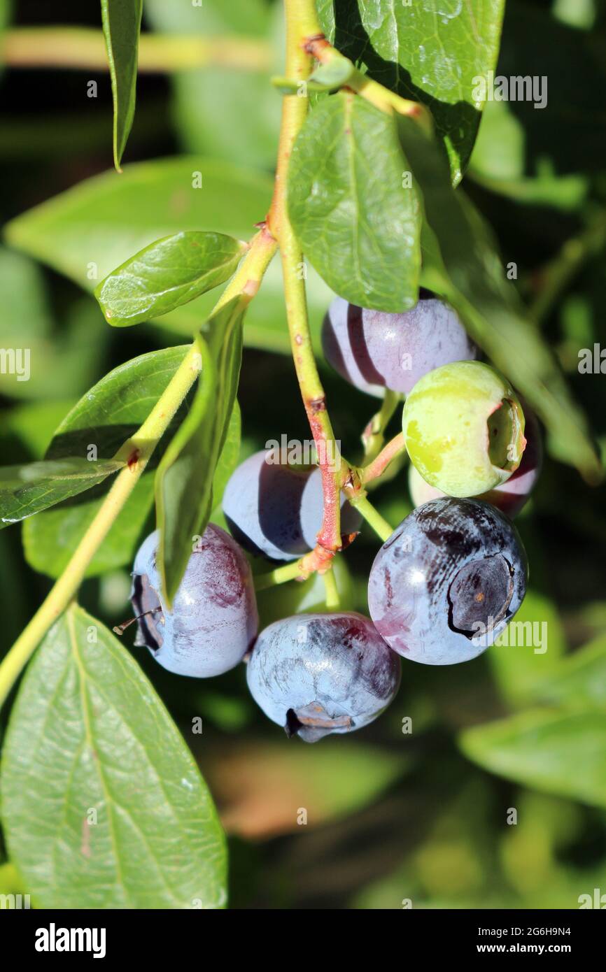 A blueberry bush with ripening berries Stock Photo