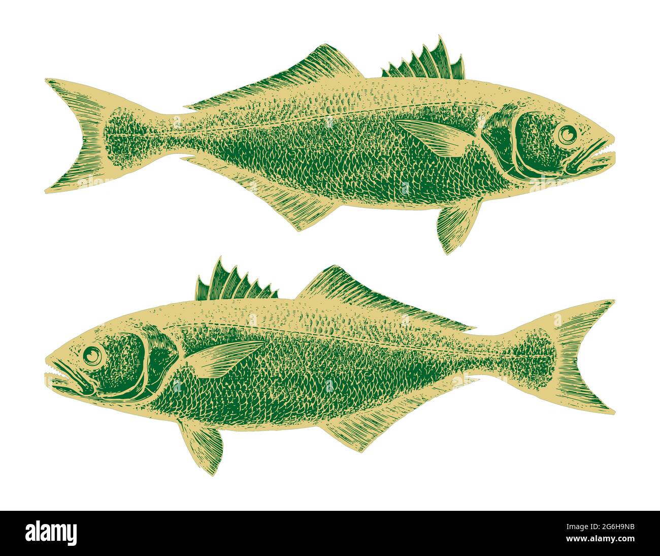 Duotone image in green and yellow of two fish, perhaps denoting the astrological sign Pisces Stock Photo