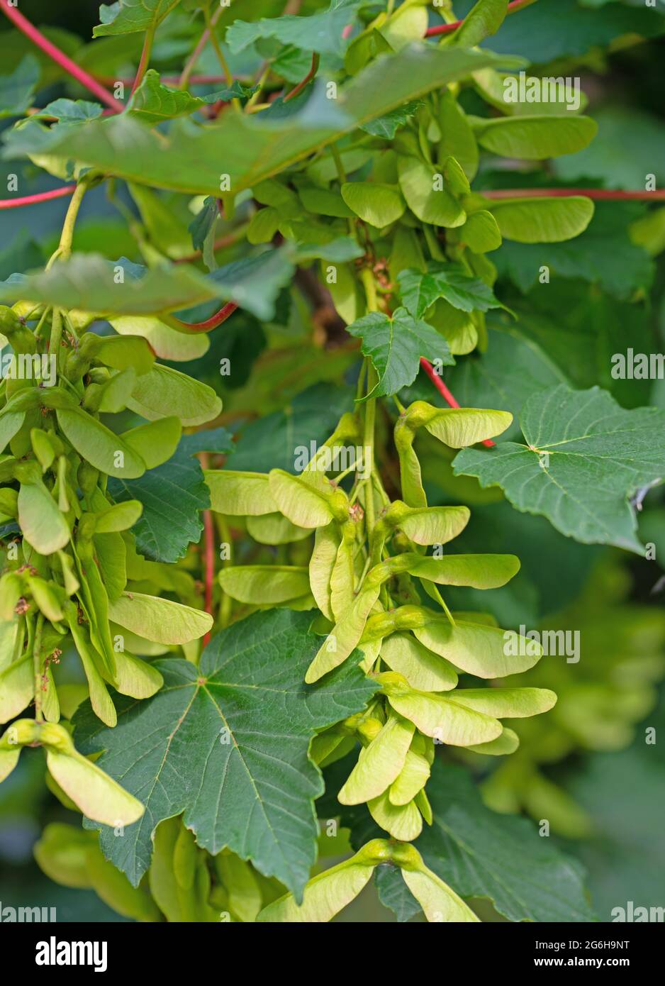 Fruits from the maple tree, acer, in summer Stock Photo