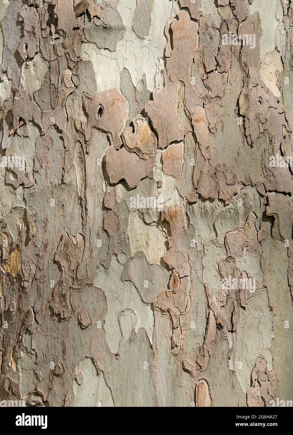 Bark from the plane tree Stock Photo