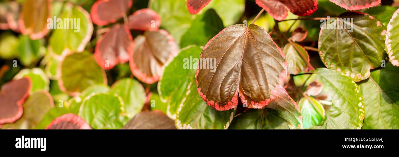 Closeup red autum leaf of iresine diffusa ,bloodleaf, herbstii plants.Irisine ornamental plant, beautiful and fresh leaf pattern, Tropic natural Stock Photo