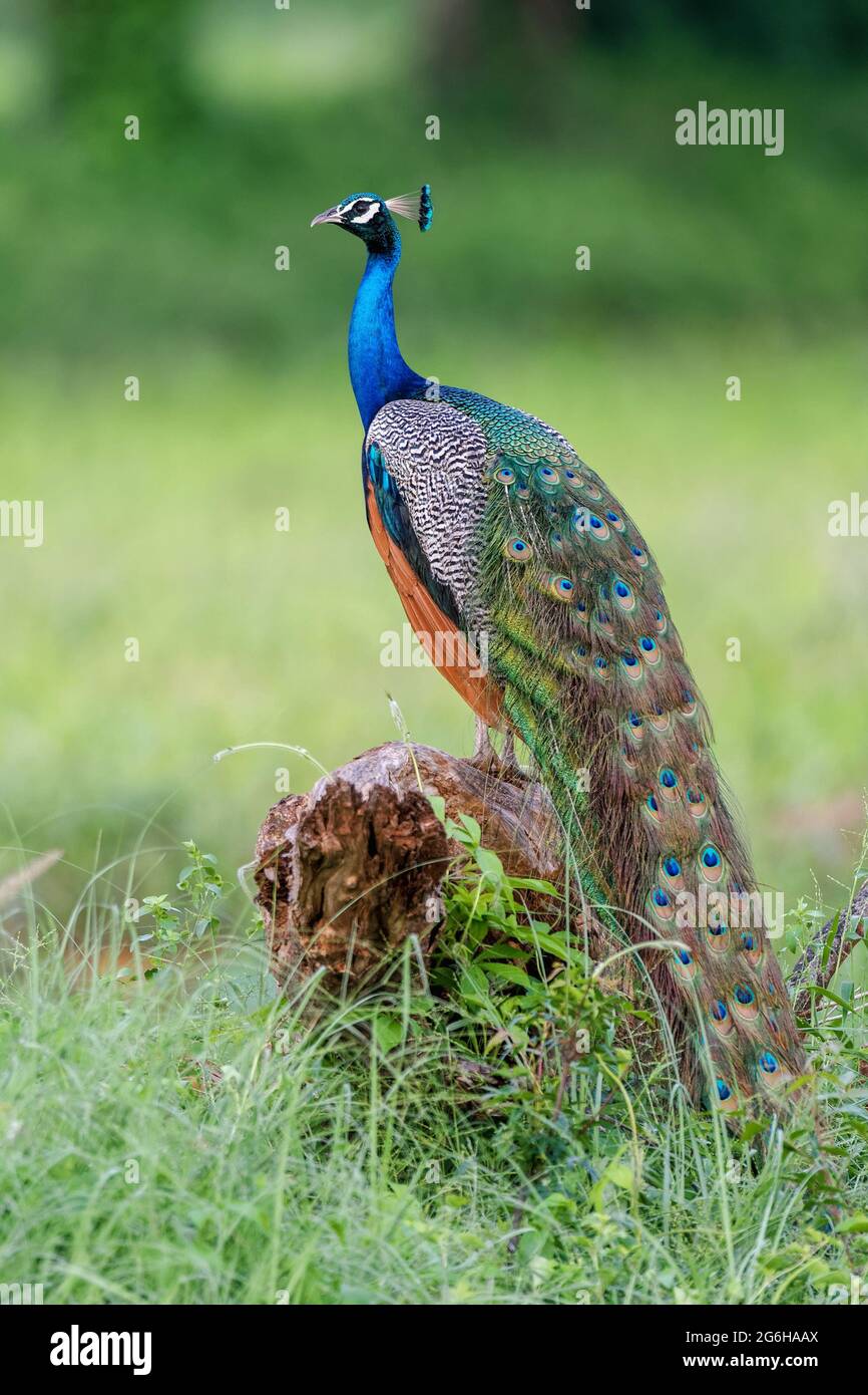 Wall painting peacock hi-res stock photography and images - Alamy