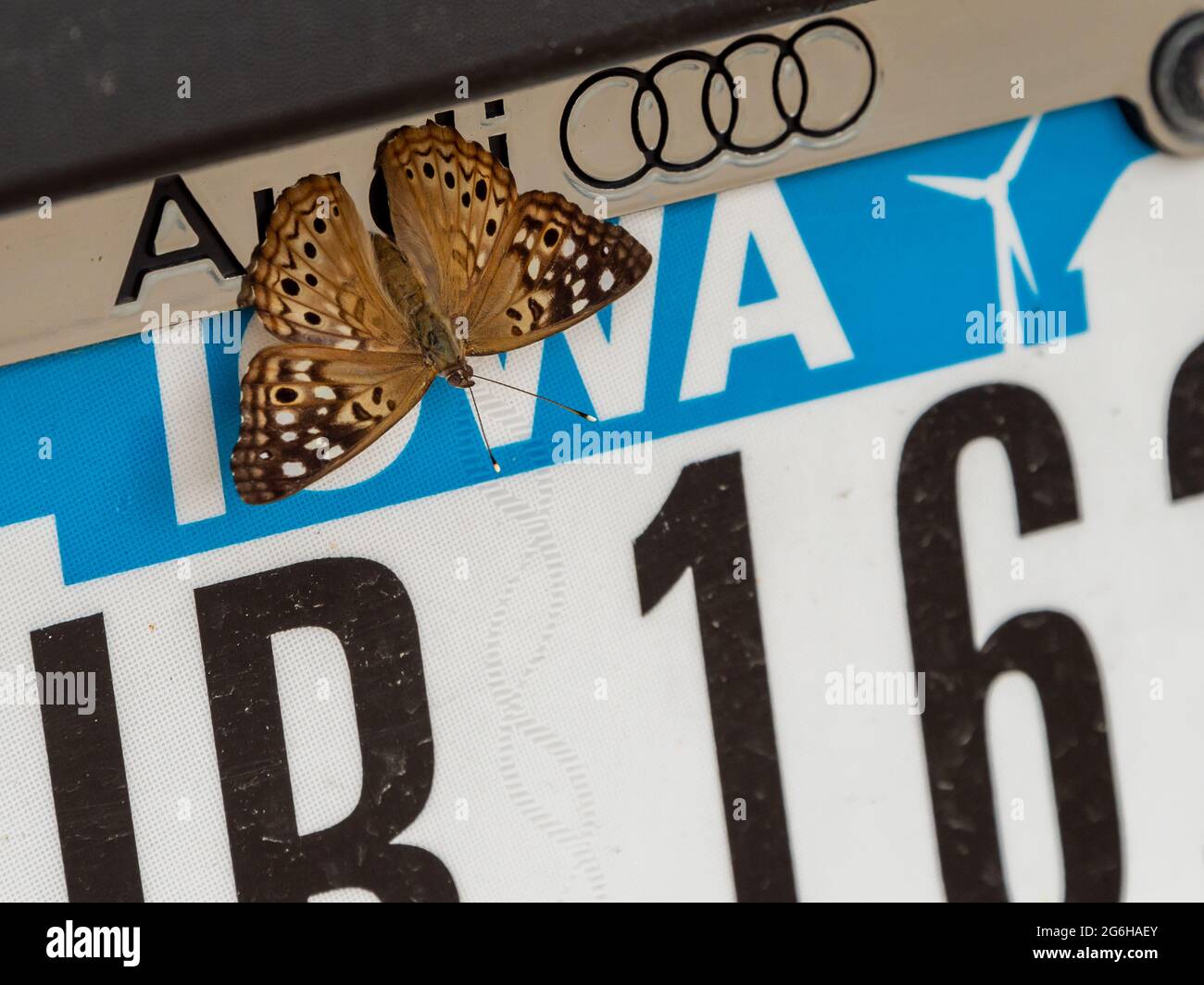 A summer butterfly rests on an Iowa license plate. Stock Photo