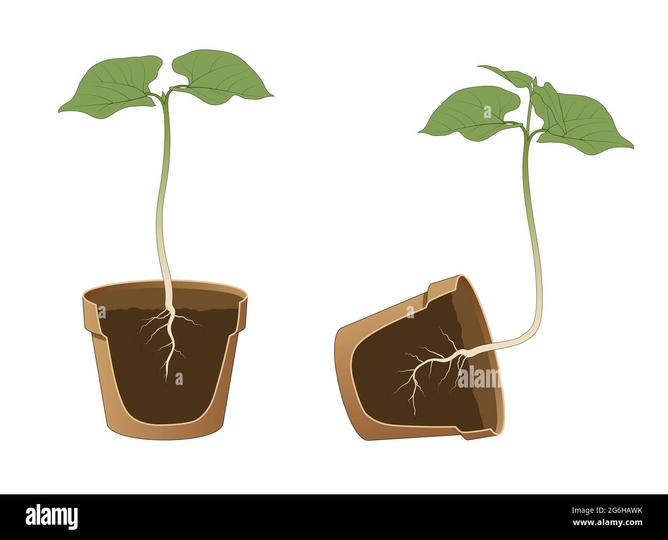 Gravitropism plant hi-res stock photography and images - Alamy