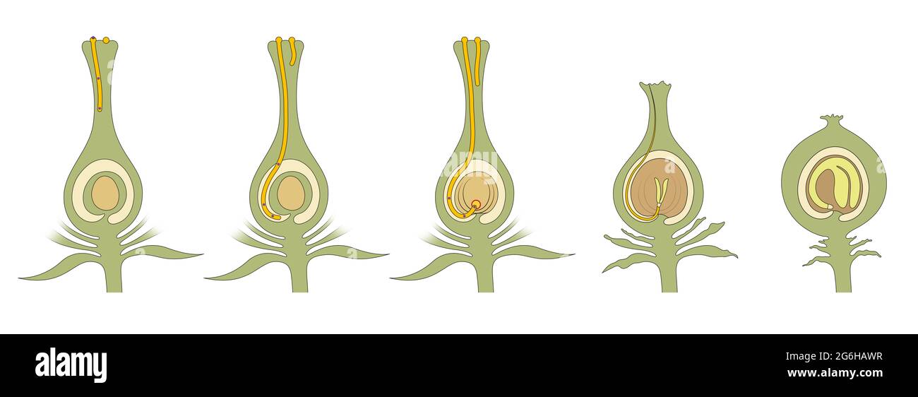 Germination of pollen grain. Plant germ development Stock Photo Alamy