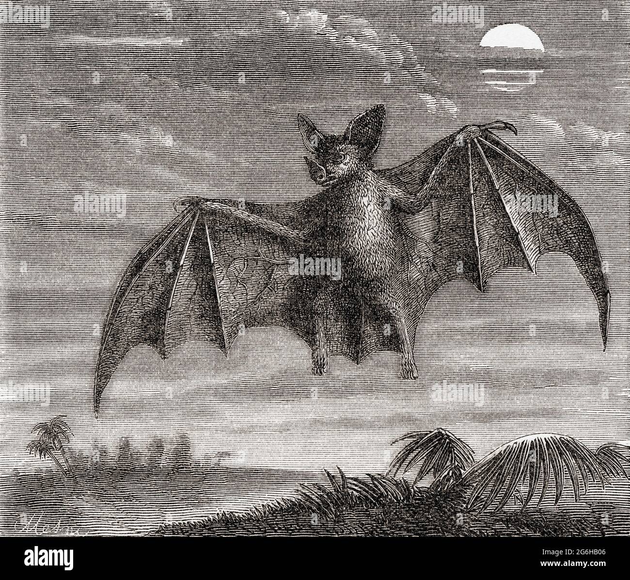 The spectral bat (Vampyrum spectrum), also called the great false vampire bat or Linnaeus's false vampire bat.  From The Universe or, The Infinitely Great and the Infinitely Little, published 1882. Stock Photo