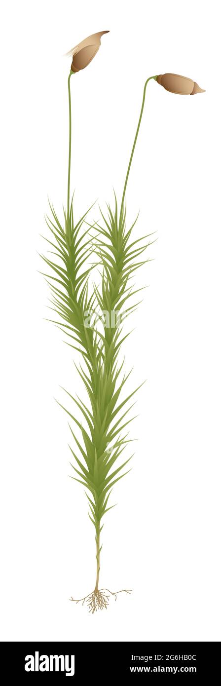Juniper Haircap Moss (Polytrichum juniperinum) Stock Photo