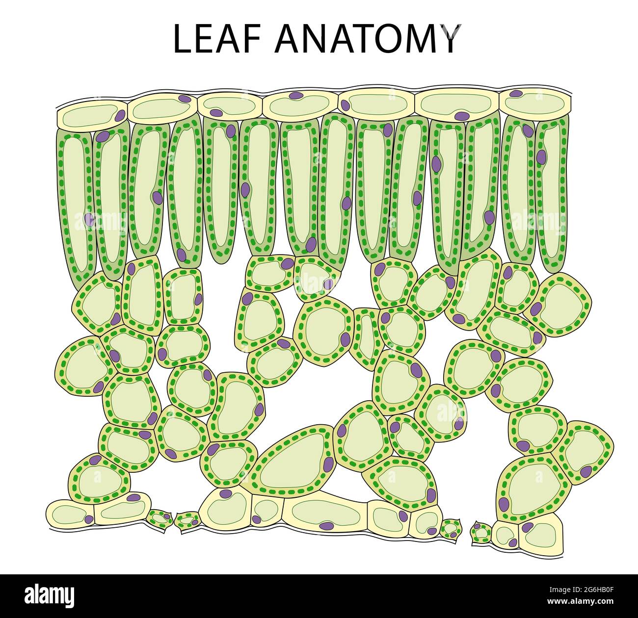 Steam and leaf diagram что это фото 115