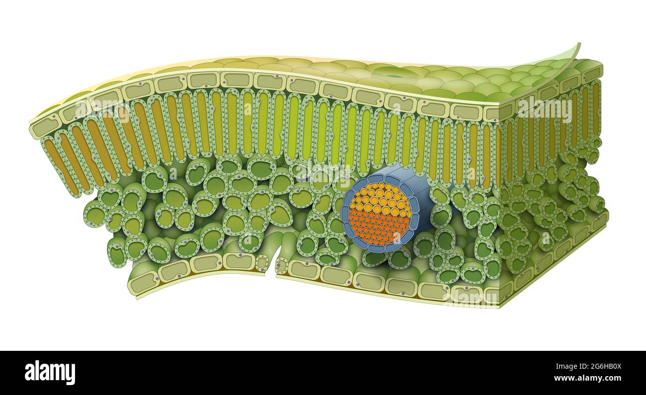 Cellular Structure of Leaf. Internal Leaf Structure a leaf is made of many layers that are sandwiched between two layers of tough skin cells Stock Photo