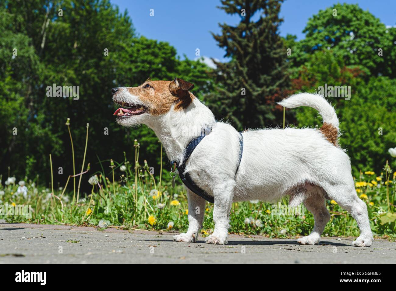 Dog days of summer concept with dog standing outside under bright and hot sun Stock Photo