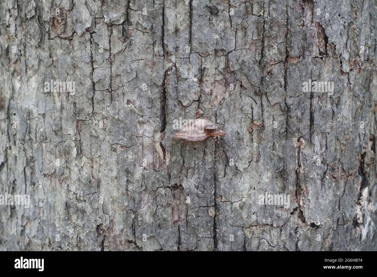 Tree sdie fungus Stock Photo