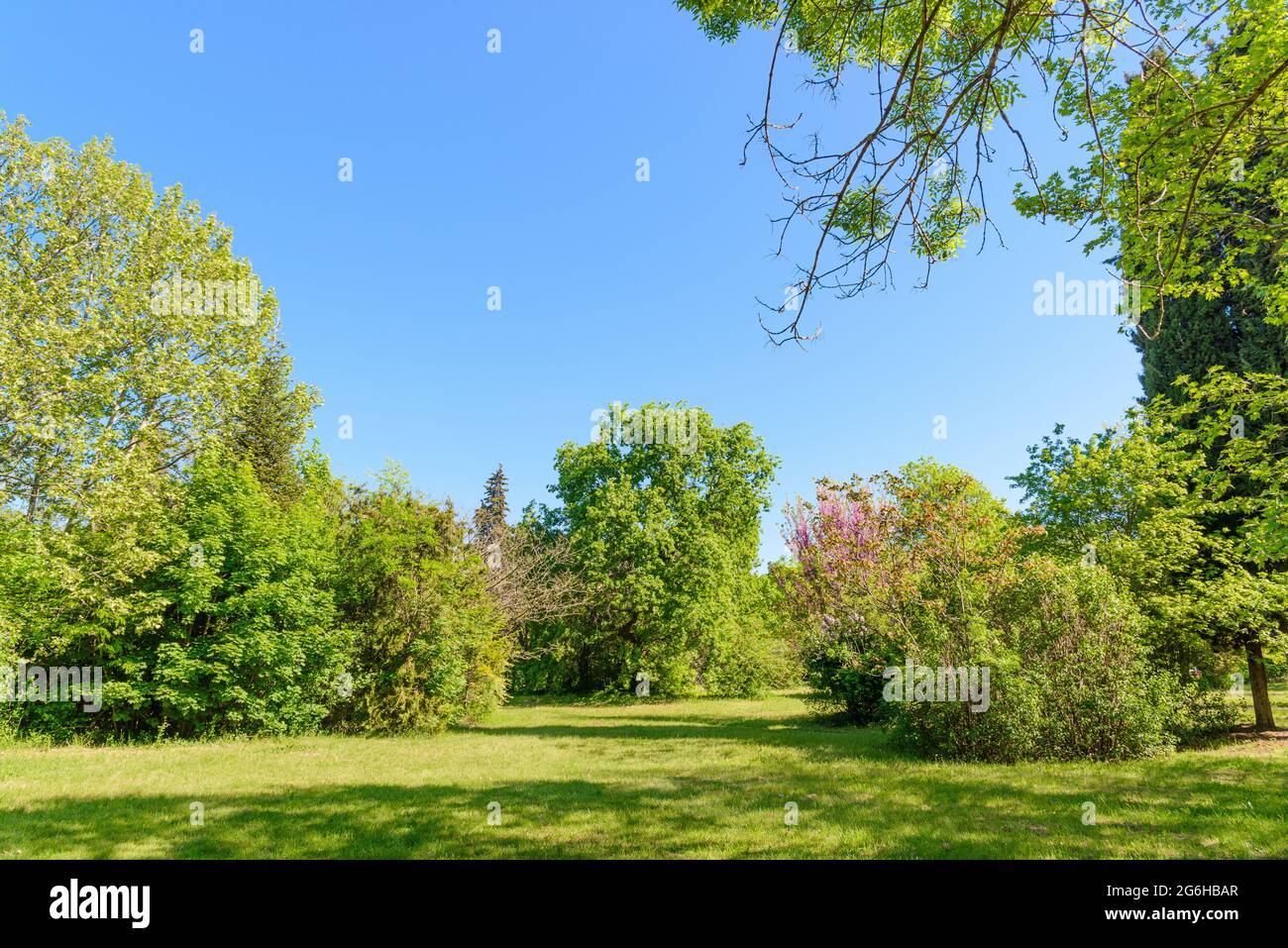 backyard and garden with manu trees and grass on lawn Stock Photo