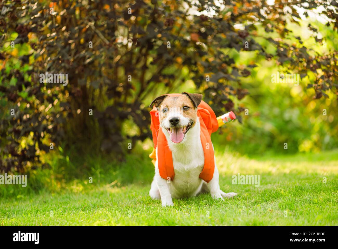 Funny newbie in class concept with pet dog going to school on sunny fall day Stock Photo