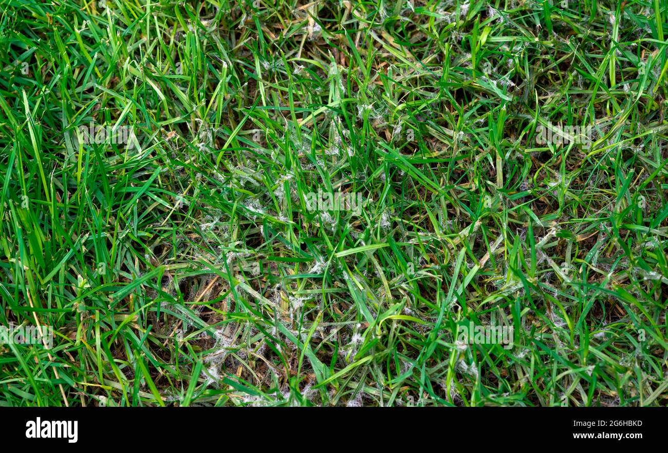 Snow mold covering parts of the lawn. Stock Photo