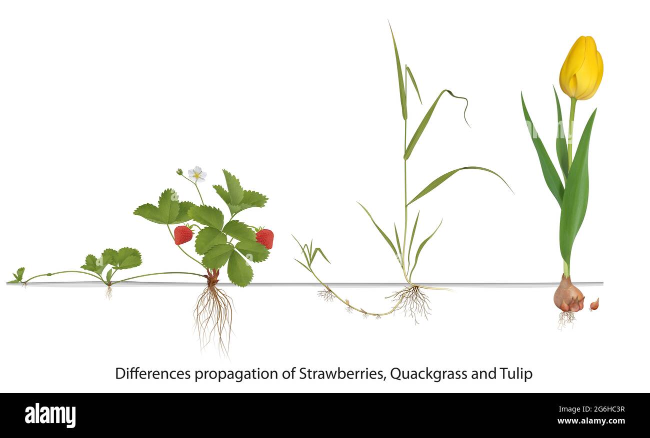 Strawberry Plant and Couch grass Propagation Stock Photo