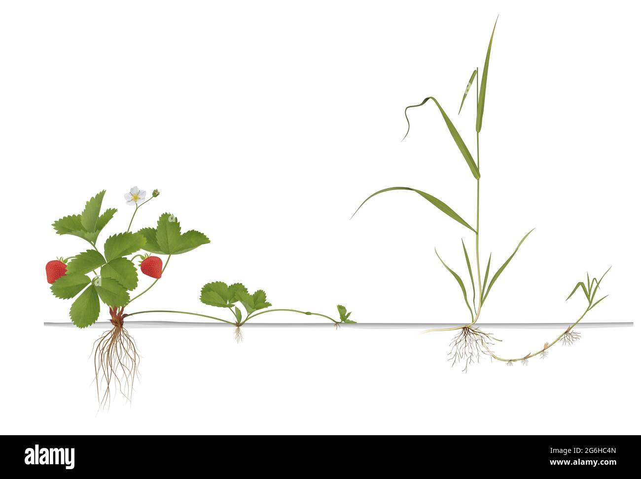 Differences propagation of Strawberries, Quackgrass and Tulip Stock Photo