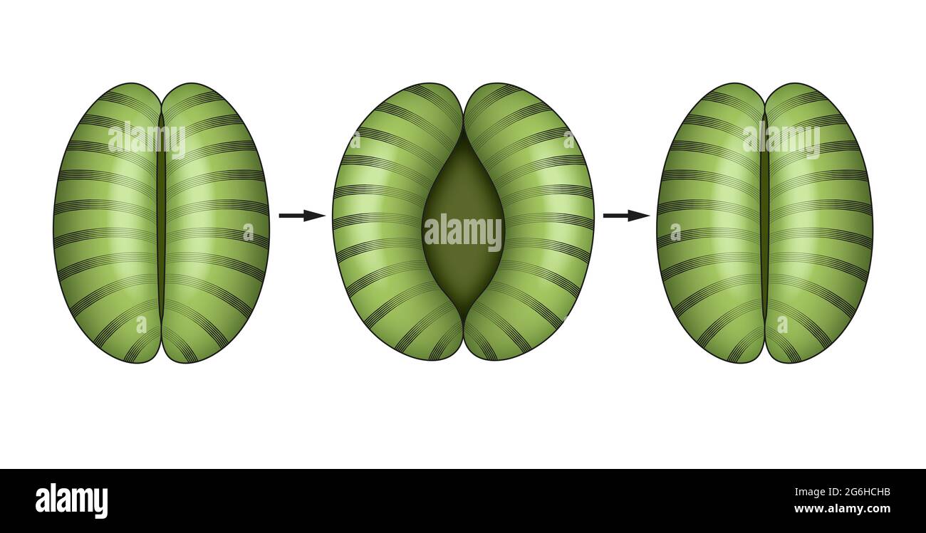 The opening and closing of stomata Stock Photo