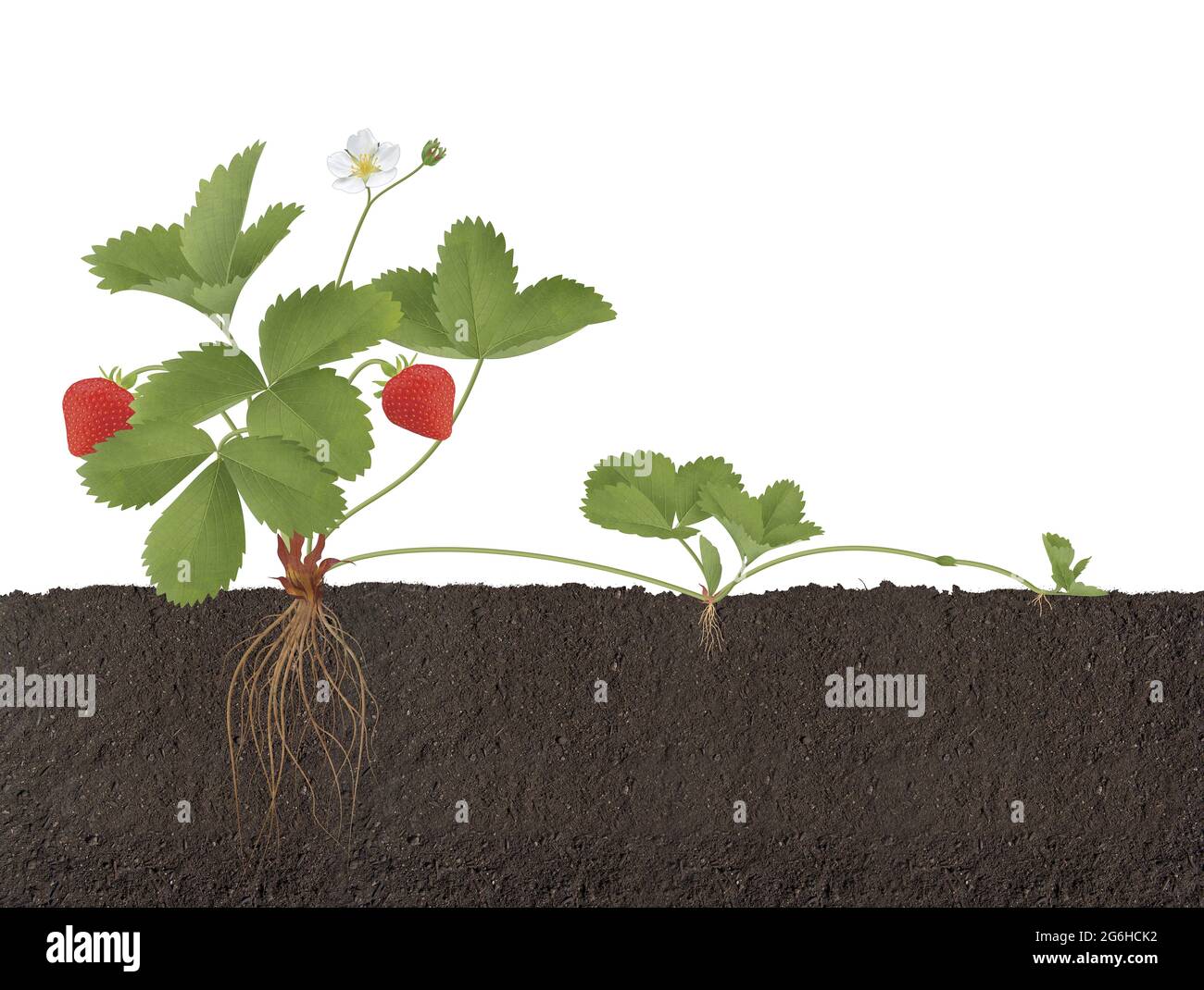 Strawberry plant with roots, flowers and fruits reproduction Stock Photo -  Alamy