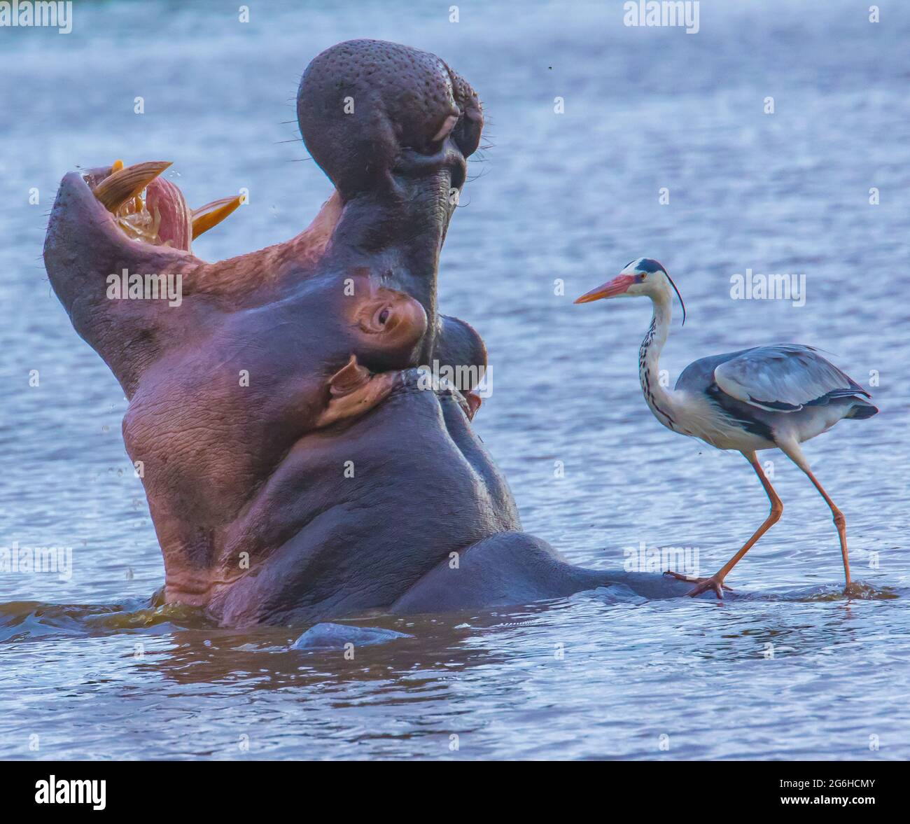 A grey heron walks along the back of a hippopotamus. KRUGER NATIONAL PARK,  SOUTH AFRICA: In one image, a hippo could be seen with just its eyes and no  Stock Photo -