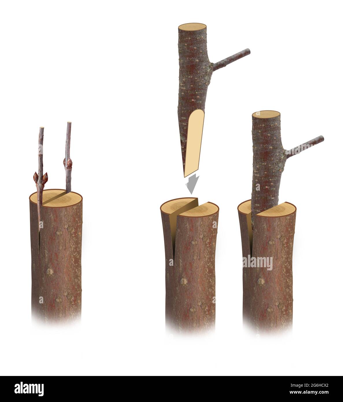 Fruit Tree Grafting Stock Photo Alamy