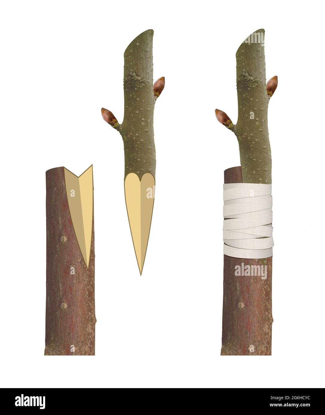 Vegetative propagation hires stock photography and images Alamy