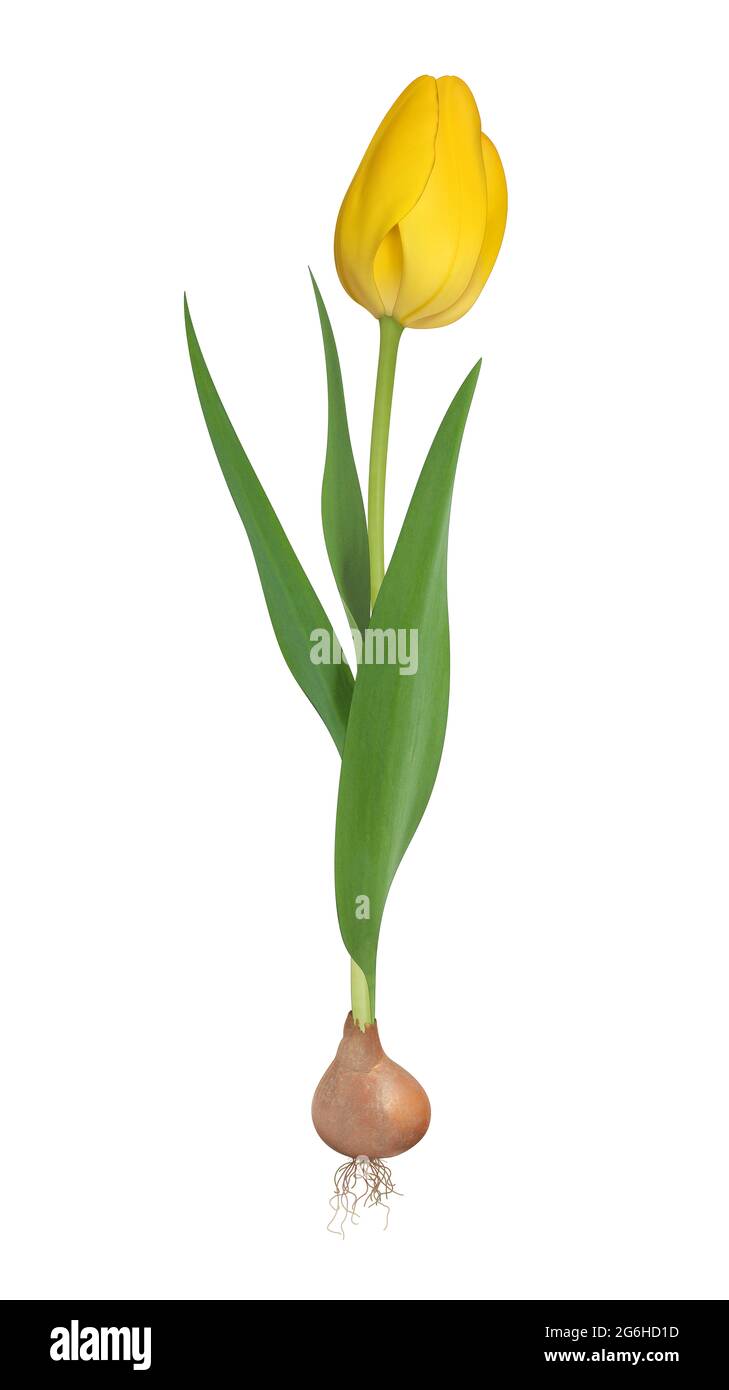 Flower plant stem roots Cut Out Stock Images & Pictures Alamy