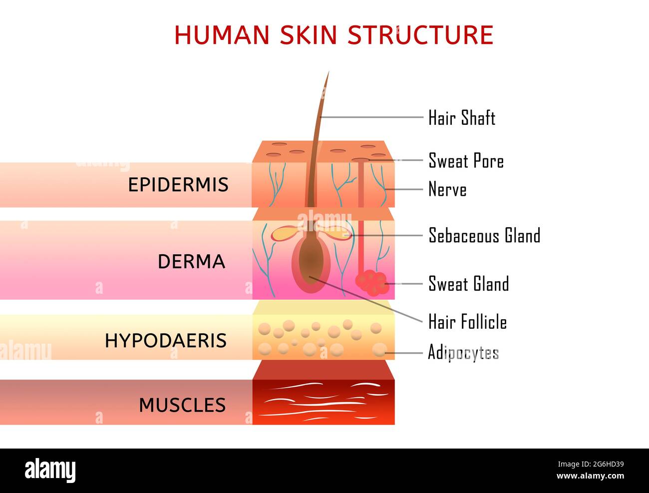 Illustration of Human's skin with different sections and name of every single component. Stock Photo