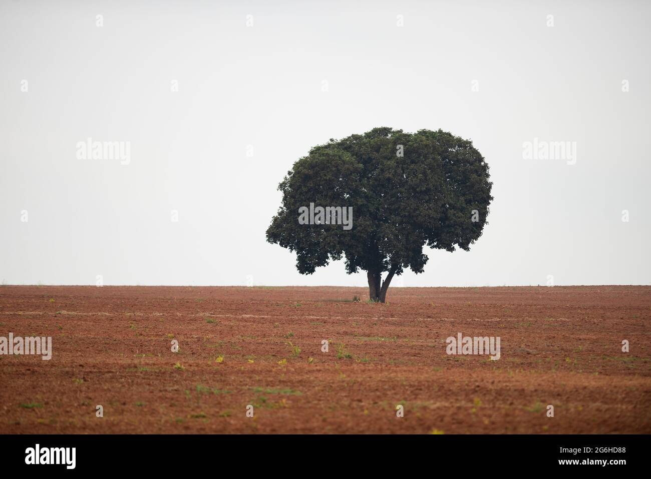 A lone tree stands at a field cut for mechanized agriculture Stock Photo