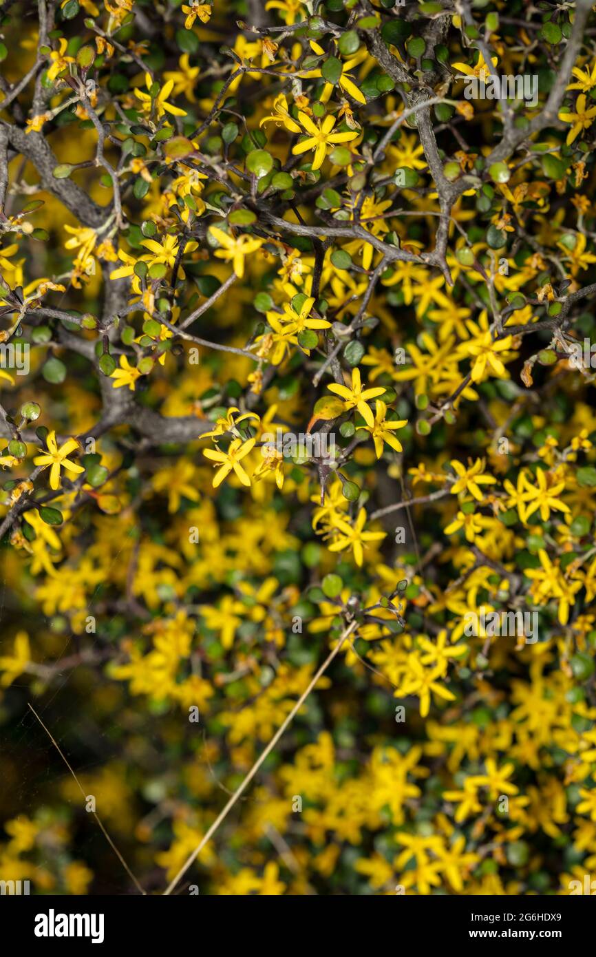 Interesting Corokia cotoneaster, wire-netting bush, in flower Stock Photo