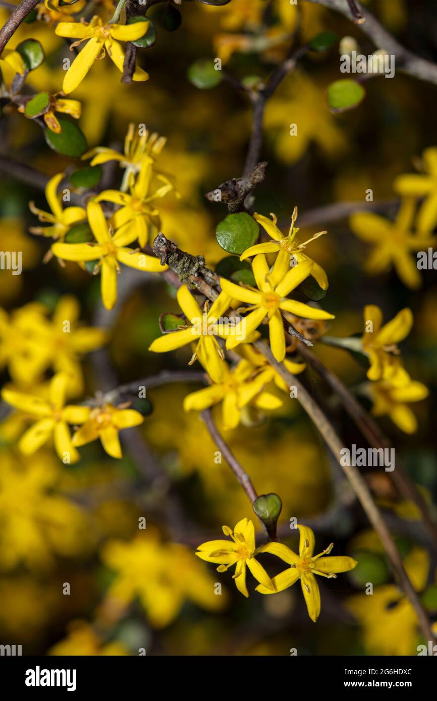 Corokia cotoneaster, wire-netting bush, close up natural plant portrait Stock Photo
