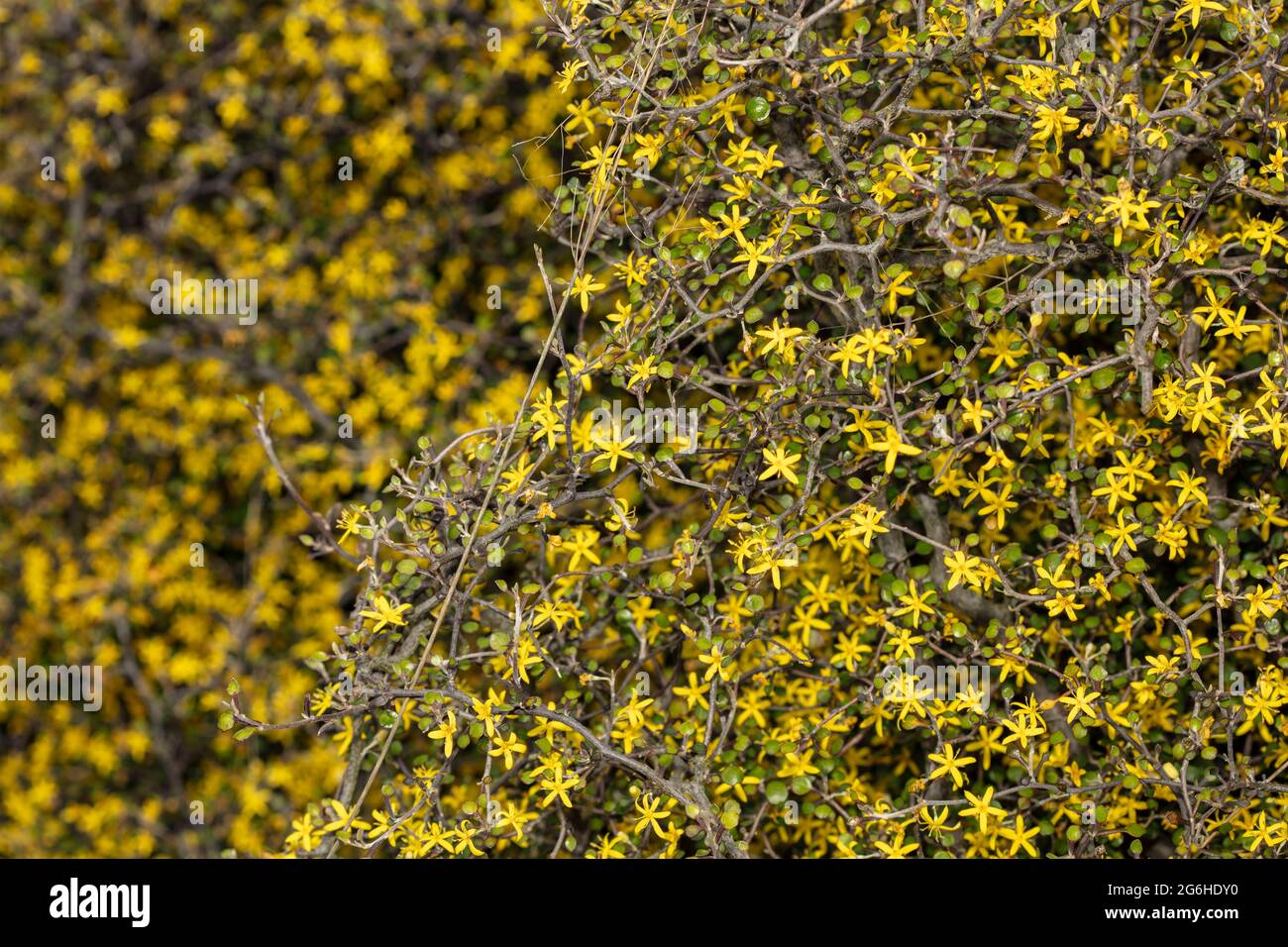 Corokia cotoneaster, wire-netting bush, close up natural plant portrait Stock Photo