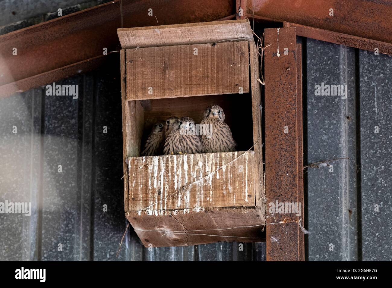 Earls Barton, Northamptonshire, UK.6th July 2021. Kestrel, Falco tinnunculus (Falconidae) chicks near to fledging  waiting for food, the birds are nesting  in a unused Barn Owl box, Credit: Keith J Smith./Alamy Live News Stock Photo