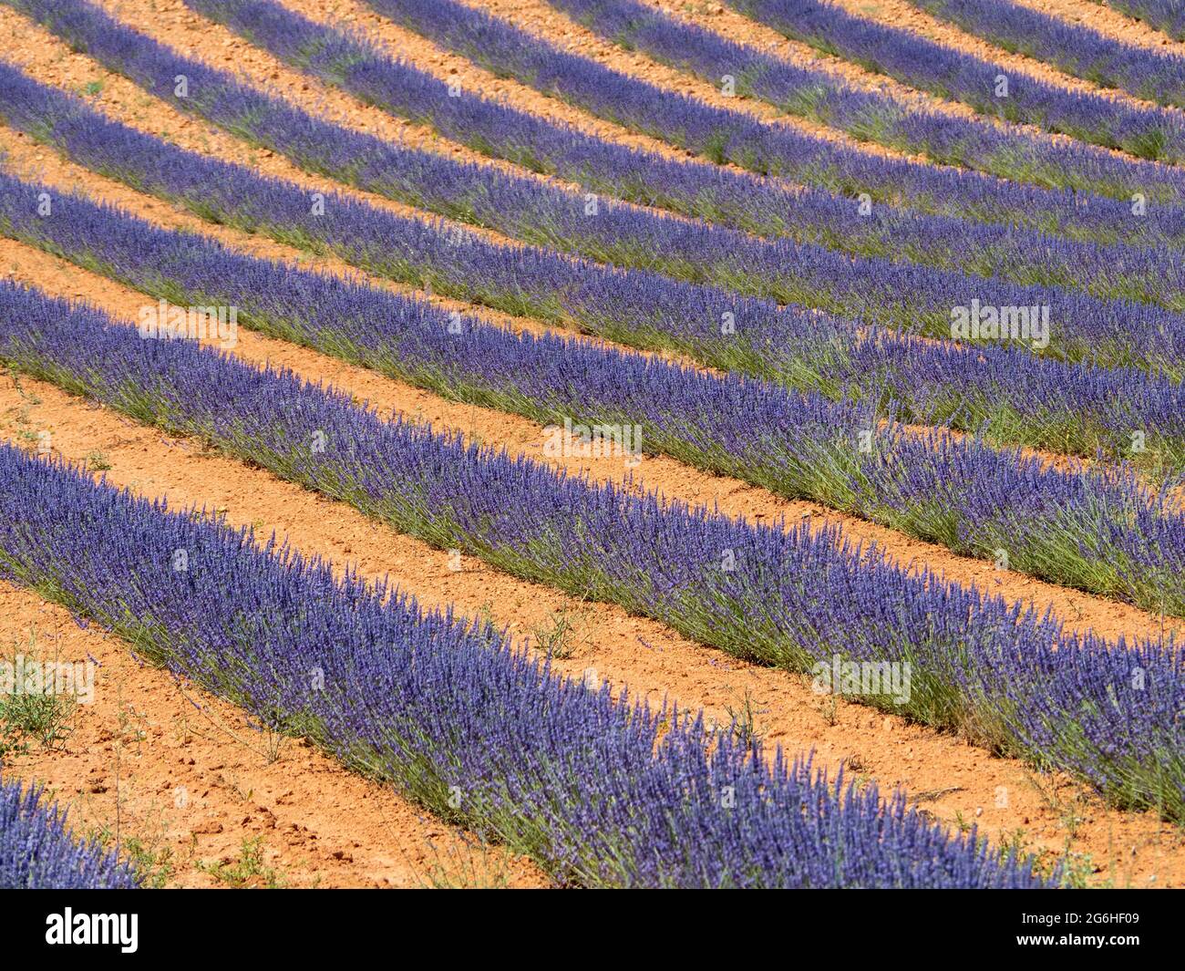 Field with rows of lavender in bloom ready for harvesting Stock Photo